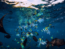 Snorkeling à Amed