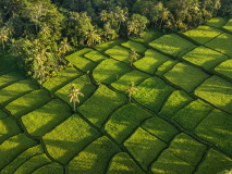 Ubud Bali