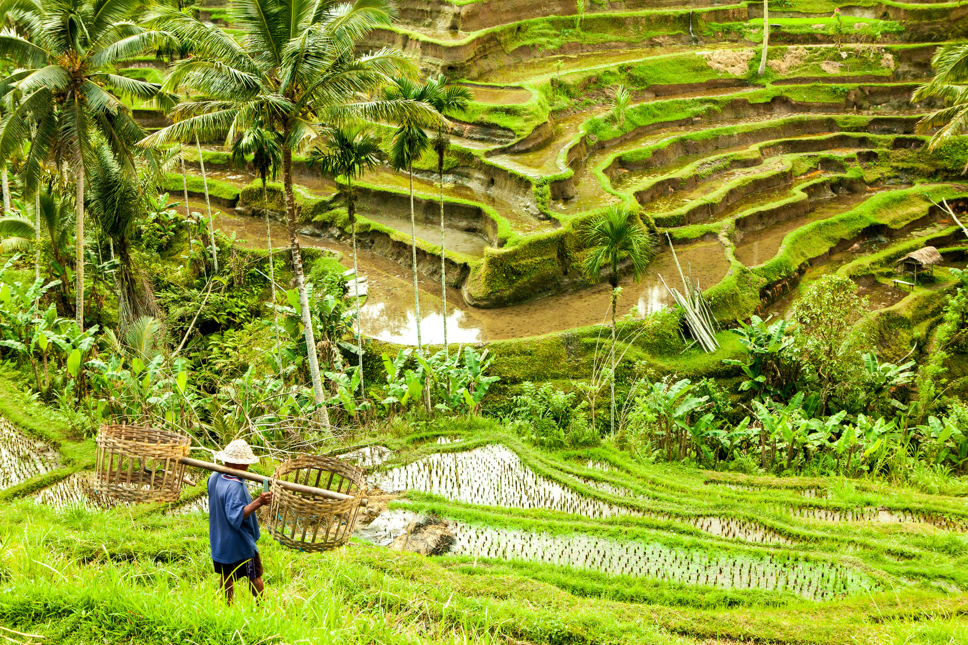 ubud-indonesie